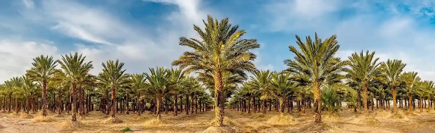حجز تذاكر طيران إلى عبادان (ABD) مع فلاي سبهران